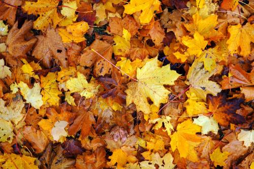 Trees on Hollins Lane - update from Cllr Dodgson